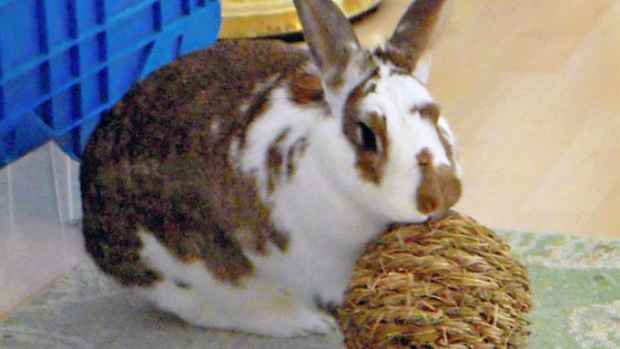 How to Entertain Your Bored Rabbit - PetHelpful