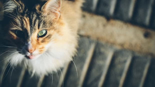 feline-hyperthyroidism-faqs-why-is-my-cat-losing-weight