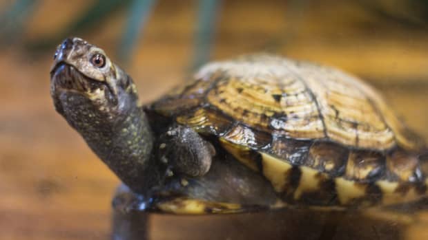Peruse our list of the best pet turtles that stay small. Small turtles make  one of the best pets for both home …