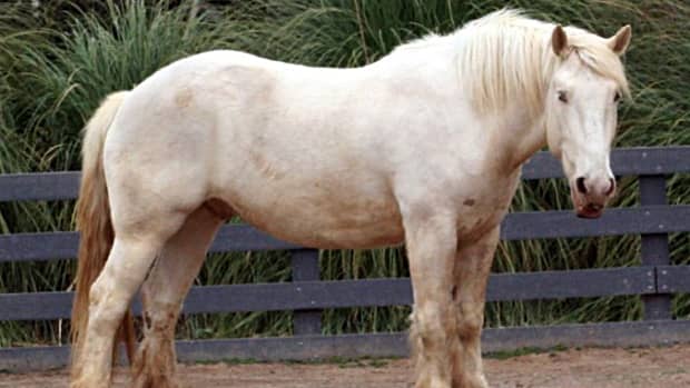 Different Draft Horse Breeds: Strength, Stamina, and Legacy Unveiled