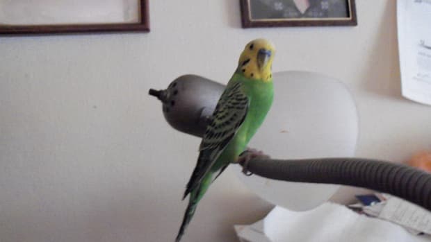 introducing-a-new-parakeet-into-your-flock