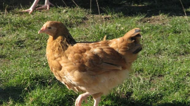 chicken-addiction-and-the-urban-chicken-owner