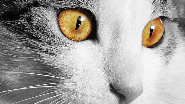 eye-infections-in-cats-types-symptoms-causes-diagnosis-and-treatment