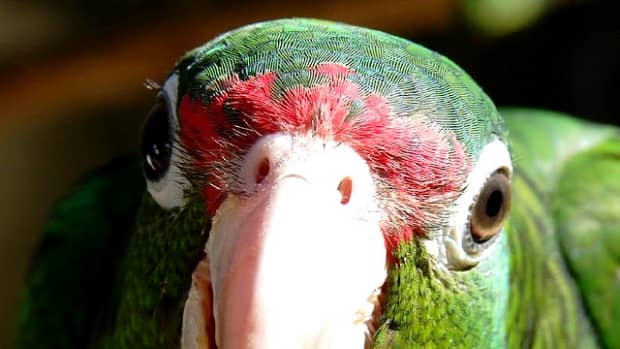 teaching-a-pet-parrot-to-talk