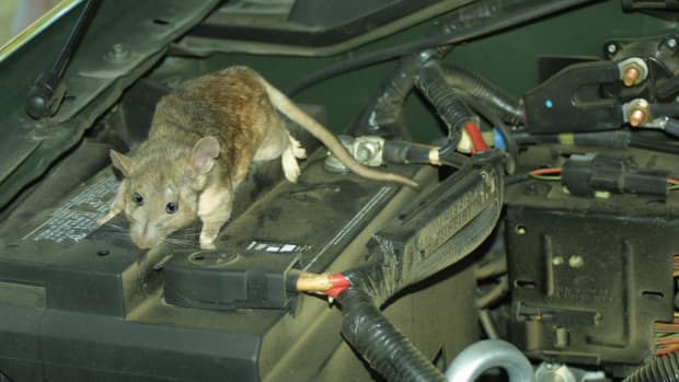 The Unwanted Passenger: Handling a Mouse Living in Your Car