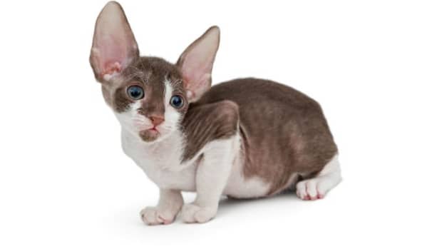 15-great-names-for-cornish-rex-cats-from-cornish-mythology-and-folklore