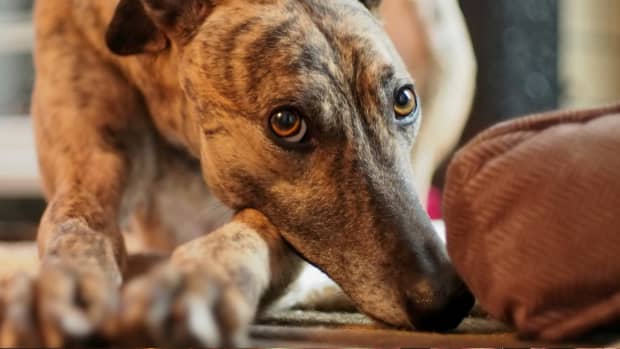 retired-racing-greyhounds-as-pets-rescue-dogs-adoption-puppies-greyhound-homes-for-unwanted-abandoned-greyhounds