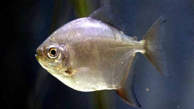large-freshwater-aquarium-fish