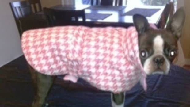 how-to-fit-a-boston-terrier-for-clothing