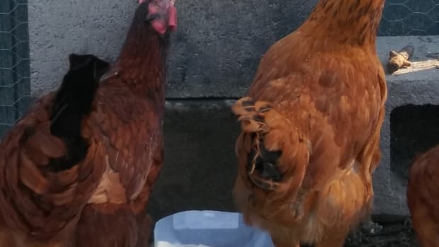 diy-automatic-chicken-waterer