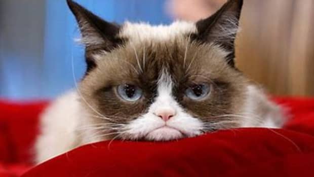 international-internet-sensation-grumpy-cat