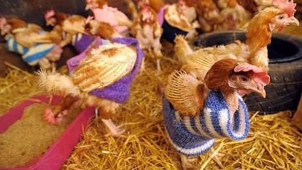 five-reasons-to-knit-chicken-sweaters