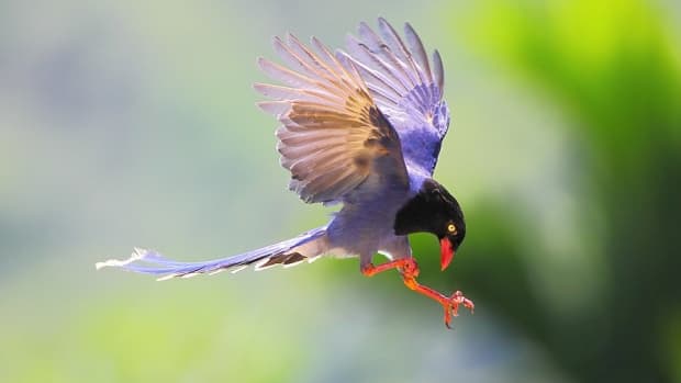how-to-capture-birds-in-flight-photography-tutorial