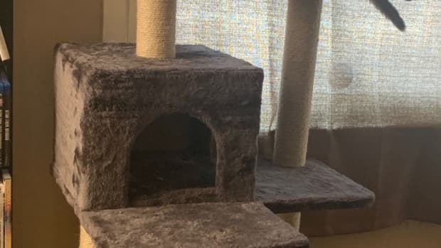 what-to-look-for-when-buying-a-cat-tower