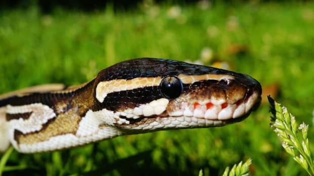 ball-pythons-in-the-wild-habitat-diet-and-behavior