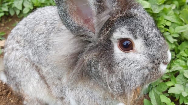 why-bunny-rabbits-make-great-pets