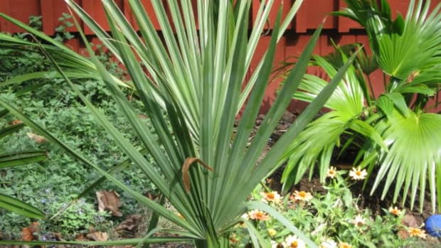 oklahoma-palm-trees