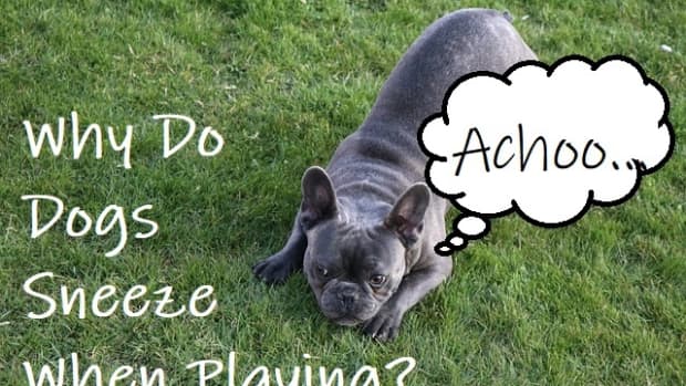 why-does-my-dog-sneeze-when-playing