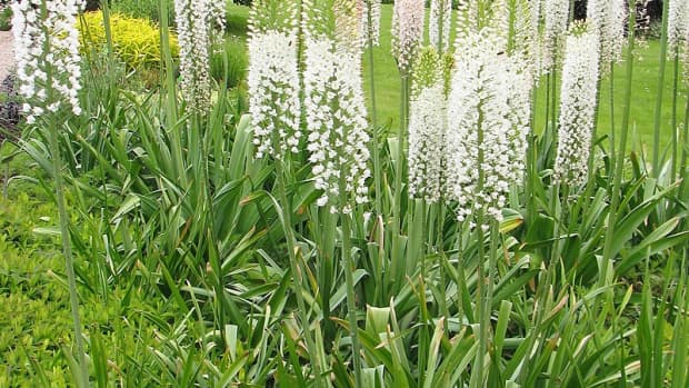 how-to-grow-foxtail-lilies-desert-candles