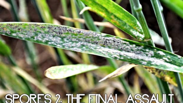 spores-the-final-assault-7