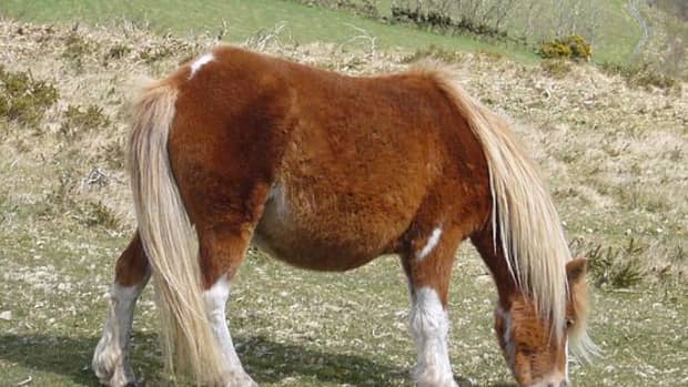 rare-horse-breeds-worlds-rarest-ponies