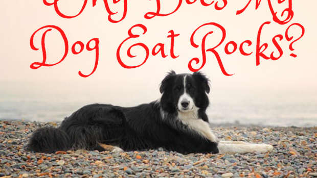why-does-my-dog-eat-rocks