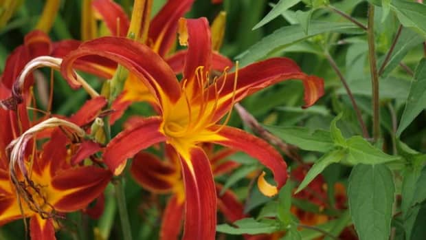 how-to-care-for-dependable-disease-resistant-carefree-day-lilies