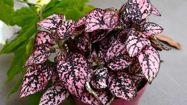 how-to-grow-polka-dot-plants-indoors-or-outdoors
