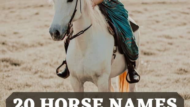 20-names-for-horses-from-greek-mythology