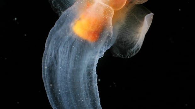 sea-hares-angels-and-butterflies-fascinating-marine-gastropods