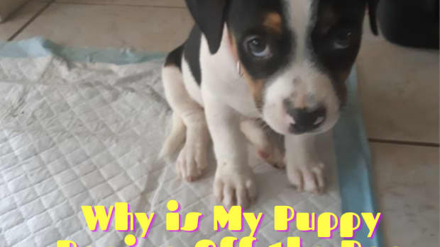 why-does-my-dog-pee-off-the-pee-pad