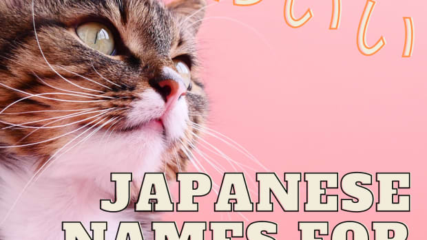 100-cute-japanese-cat-names-for-your-pet