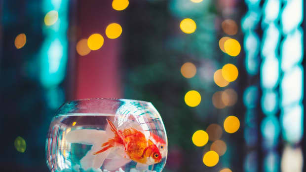 popular-fish-aquarium-owners-should-avoid