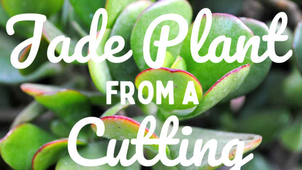 how-to-propagate-jade-plants
