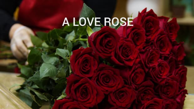 a-love-rose