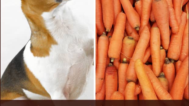 are-carrots-good-for-dogs