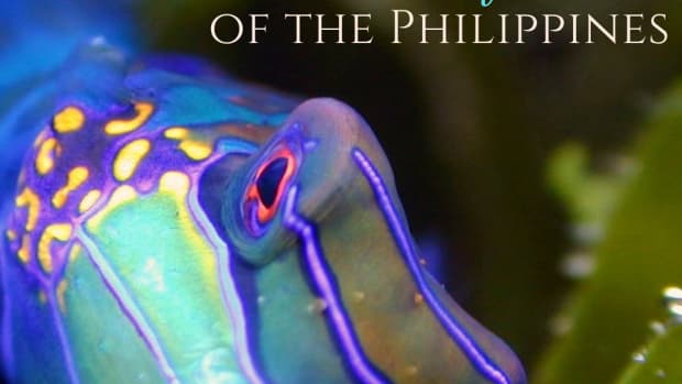 12-most-beautiful-fish-in-the-philippines
