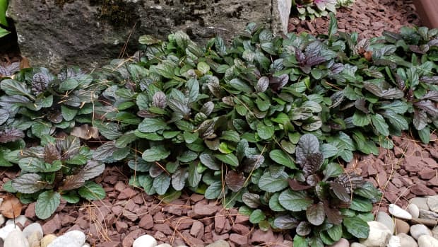 how-to-grow-bugleweed-an-attractive-groundcover