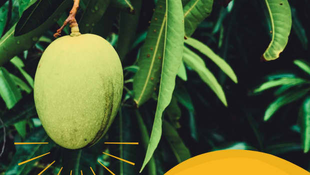 facts-about-mango-trees