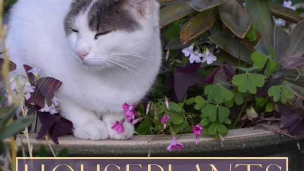 houseplants-poisonous-to-your-cats
