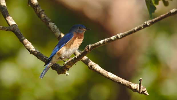 bluebirds-in-the-backyard