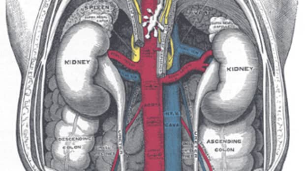 Diagram of the kidneys (from the back.)