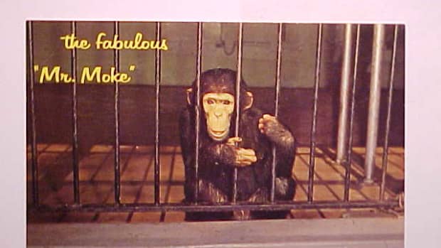 mr-moke-the-talking-chimpanzee