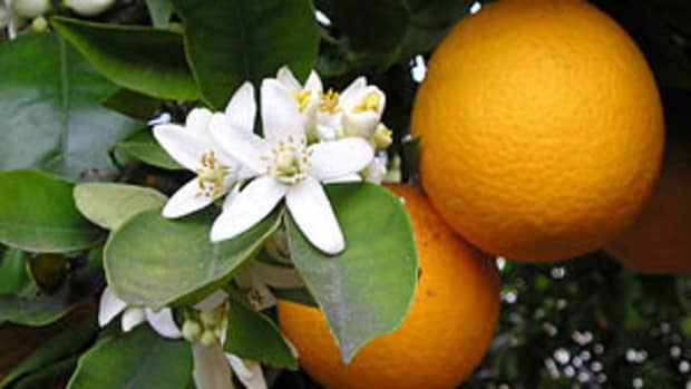 orange-tree-pruning