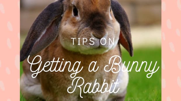 bunny-rabbits-the-perfect-pet