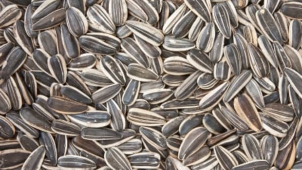 how-to-harvest-and-roast-sunflower-seeds-at-home