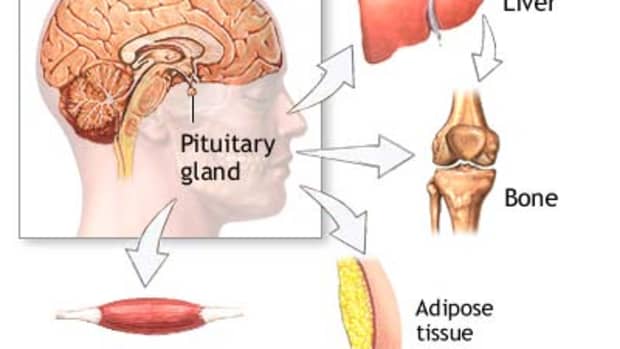 hormones-and-aggression-link-between-hormones-and-aggression