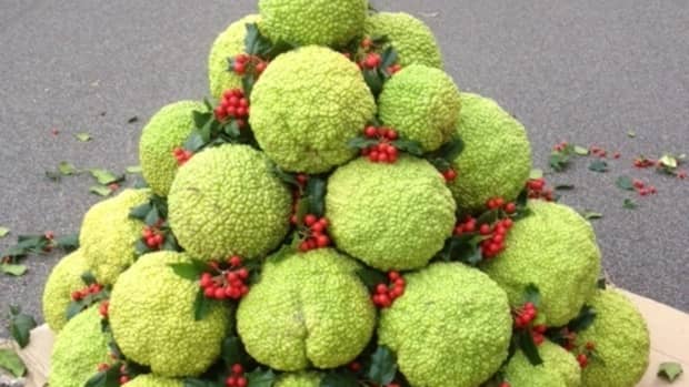 what-to-do-with-hedge-apples-hedge-apple-christmas-trees