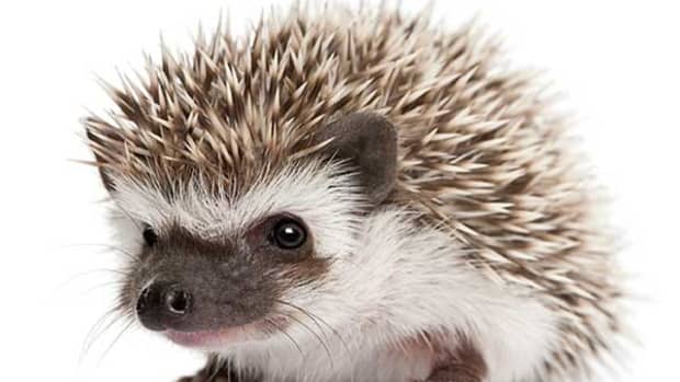 the-importance-in-the-control-of-temperature-in-hedgehogs