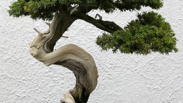everything-you-wanted-to-know-about-bonsai-trees
